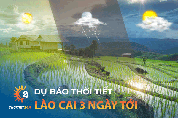 Thời tiết Lào Cai 3 ngày tới - Lúa chín vàng ươm trên ruộng bậc thang 