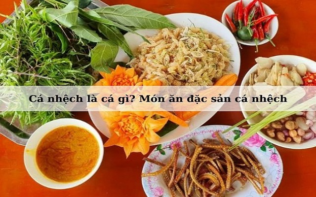 Cá nhệch là cá gì? Đặc sản món ngon cá nhệch “xứ Thanh” 