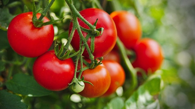 Cà chua mang đến nhiều công dụng làm đẹp khác nhau