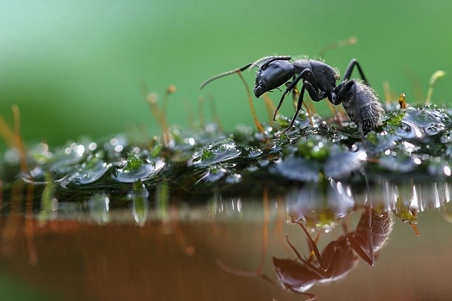 Kiến dự báo thời tiết: khi có mưa lớn xảy ra, kiến sẽ dọn tổ lên vùng đất cao hơn