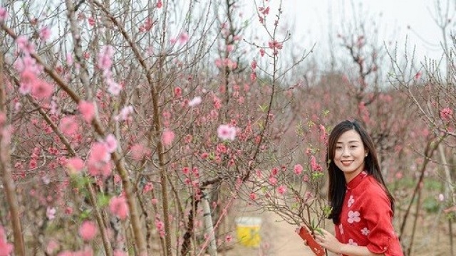 Vườn đào Nhật Tân là địa chỉ chụp ảnh tết cực “hot” 