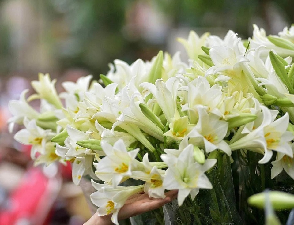 Ngắm mùa hoa loa kèn nở rộ ở Hà Nội 