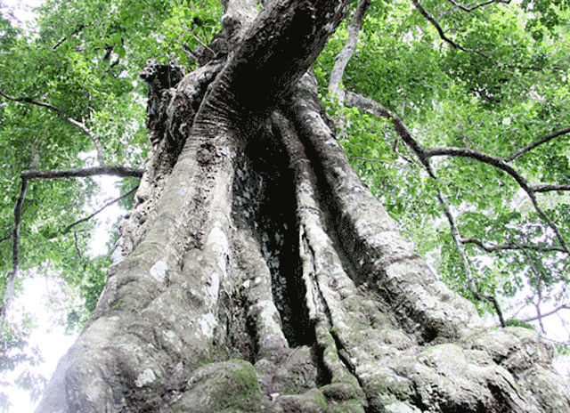 Hình ảnh “cây thị ăn thề” tại Hương Sơn Hà Tĩnh