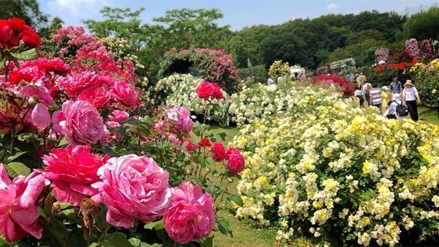 Công viên hoa hồng Rose Park 