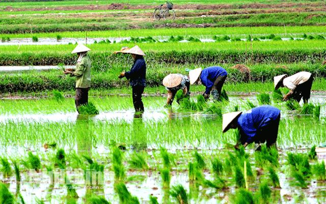 Nghề trồng lúa nước ở Thái Bình 