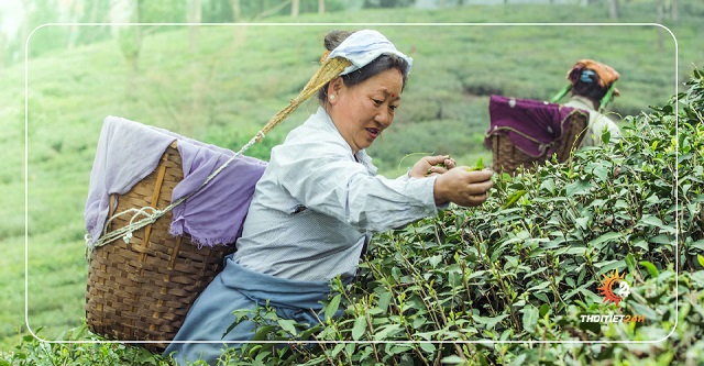 Tiết Cốc Vũ là thời điểm chuẩn bị thu hoạch lá trà 