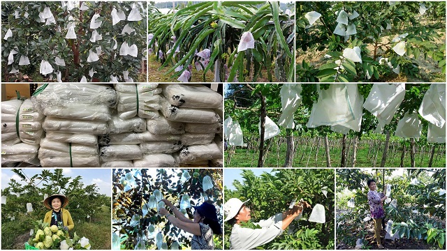 Phòng ngừa sâu bệnh, bảo vệ cây cối trong tiết khí tiểu mãn 